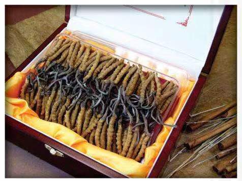 顺城冬虫夏草回收